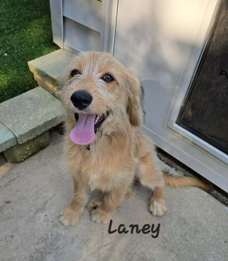 Laney thumbnail 2