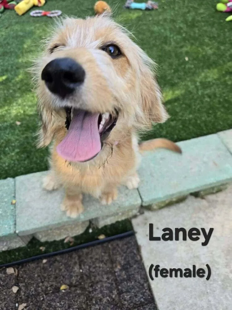 Laney thumbnail 4