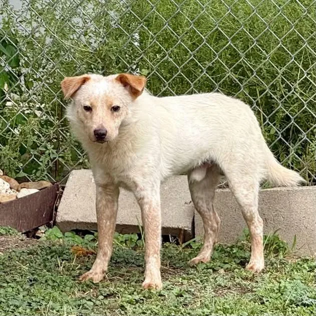 A young medium-sized male Red / Chestnut / Orange Australian Shepherd dog named Lucas for adoption in Boulder, CO