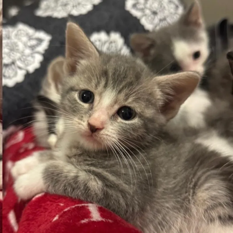 A baby small-sized male Gray / Blue / Silver Domestic Short Hair cat named Pumpkin for adoption in Bel Air, MD