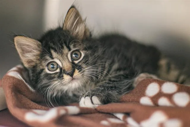 A baby small-sized female Domestic Short Hair cat named Moon for adoption in Charlotte, NC