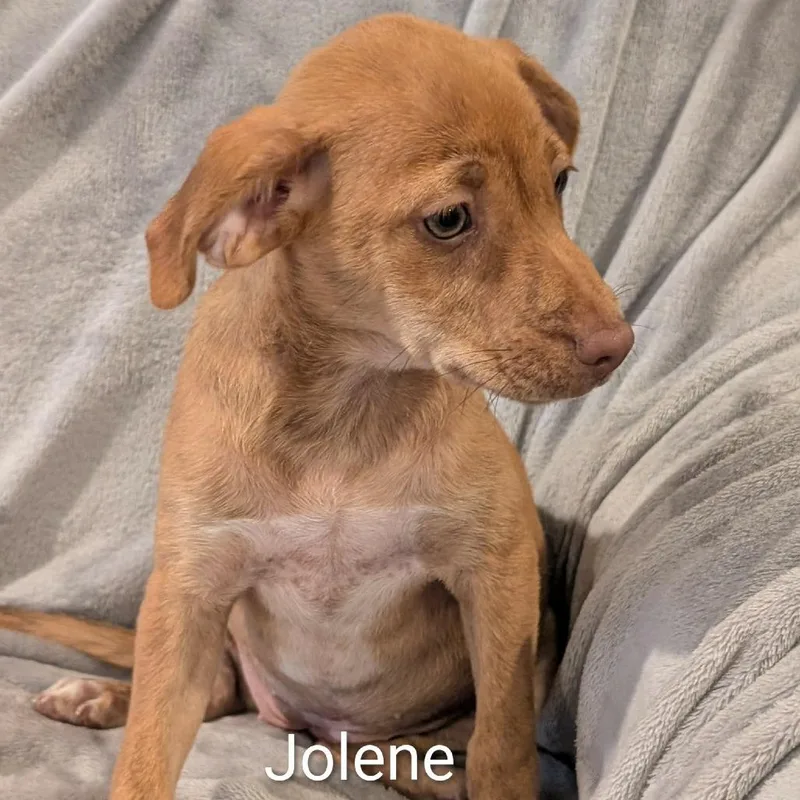 Jolene