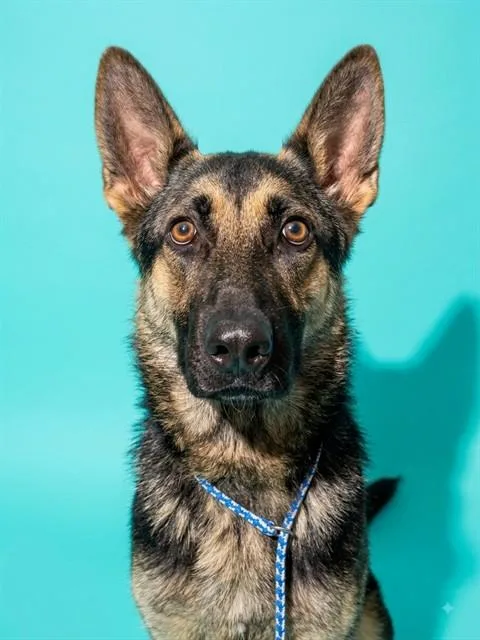 A young large-sized female Mixed Breed dog named Samantha for adoption in Jacksonville, FL