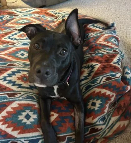 A baby small-sized female Pit Bull Terrier dog named Frankie for adoption in St. Anne, IL