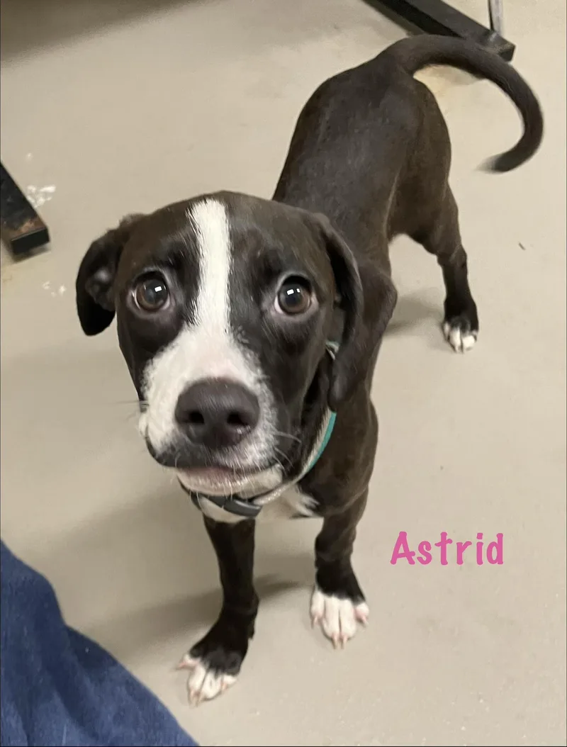 Astrid HOLD