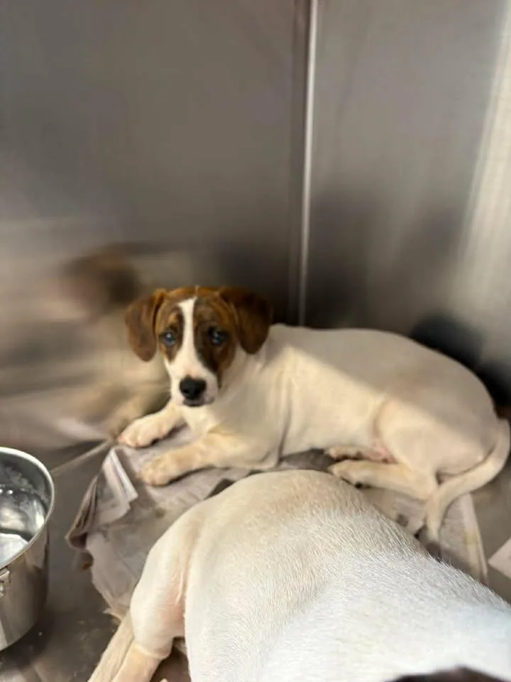 A baby medium-sized male Hound dog named Willie for adoption in Lavonia, GA