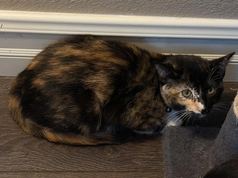 A baby small-sized female Domestic Short Hair cat named Twinkie for adoption in Mission Viejo, CA