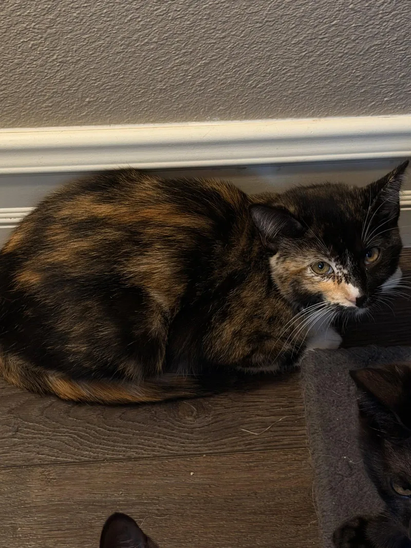 Twinkie thumbnail 2