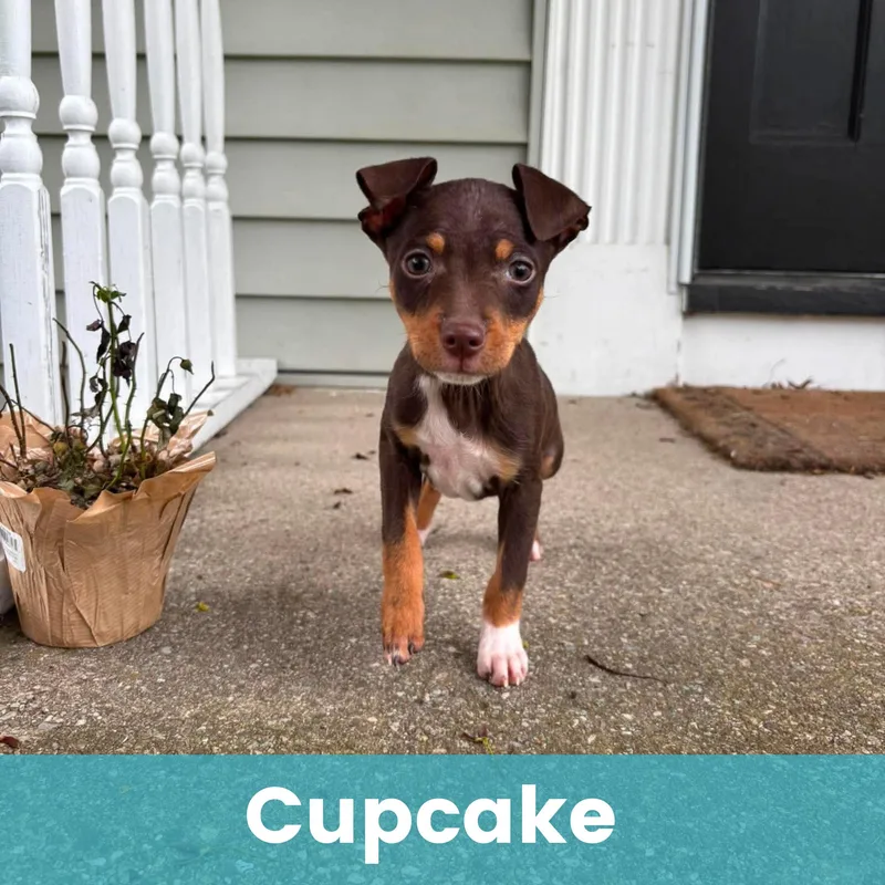 A baby small-sized female Mixed Breed dog named Cupcake for adoption in Rochester , NY