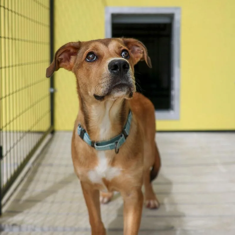 A baby medium-sized male Yellow / Tan / Blond / Fawn Mixed Breed dog named Macky for adoption in Bradenton, FL