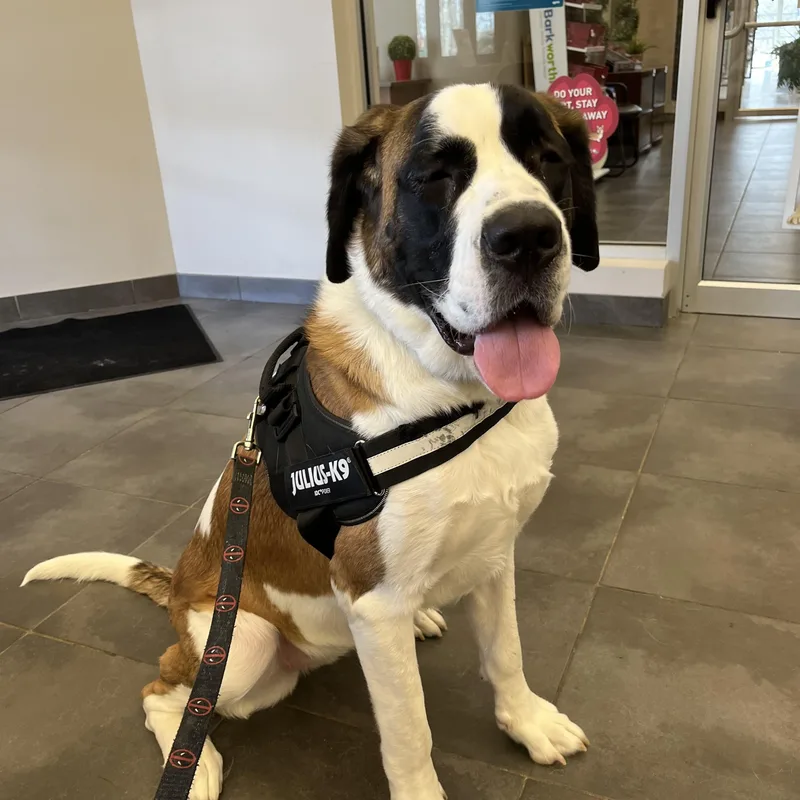 An adult extra large-sized female Saint Bernard dog named Sweetest Saint Ever for adoption in Northwood, OH