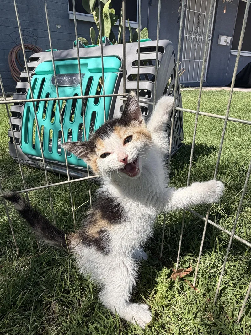 A baby small-sized female Domestic Short Hair cat named Pringle for adoption in Queen Creek, AZ