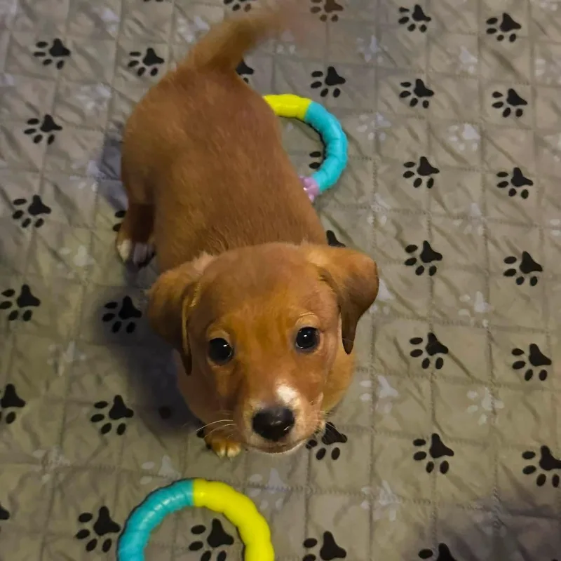 Tucker