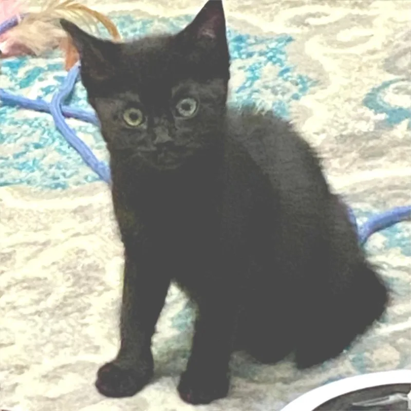 A baby small-sized female Domestic Short Hair cat named Possum for adoption in Cumming, GA