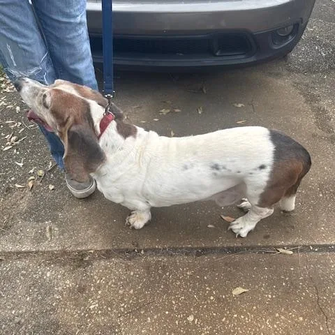 A senior medium-sized male Brown / Chocolate Basset Hound dog named Sid for adoption in Auburndale, FL