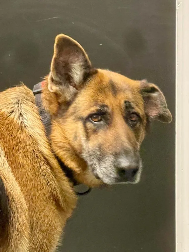 An adult large-sized female German Shepherd Dog dog named Marvel for adoption in Forsyth, GA