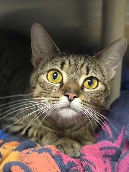 An adult medium-sized female Domestic Short Hair cat named Raquel for adoption in Westland, MI