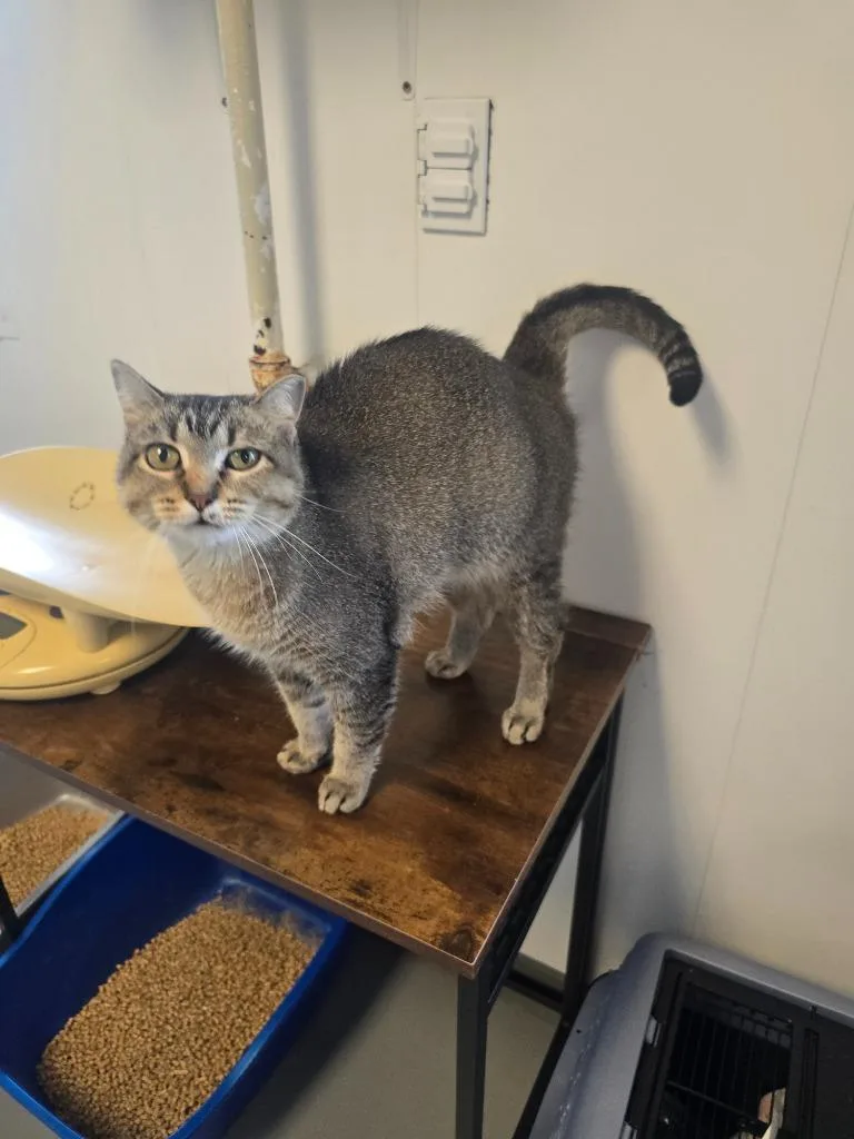 A young medium-sized female Domestic Short Hair cat named Brie for adoption in Barron, WI
