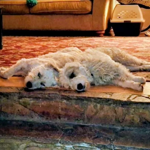 A young medium-sized male Sheepadoodle dog named Otis & Woolfy for adoption in Los Angeles, CA