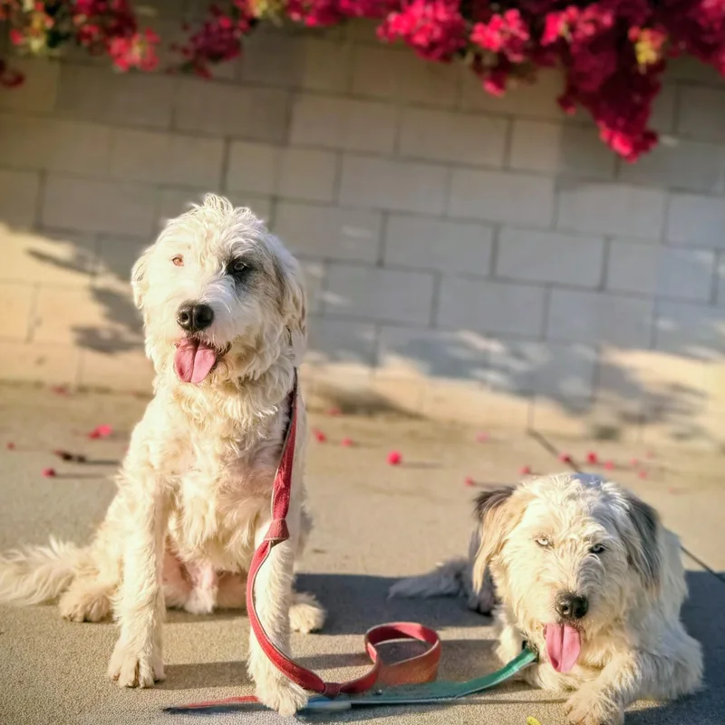 Otis & Woolfy thumbnail 2