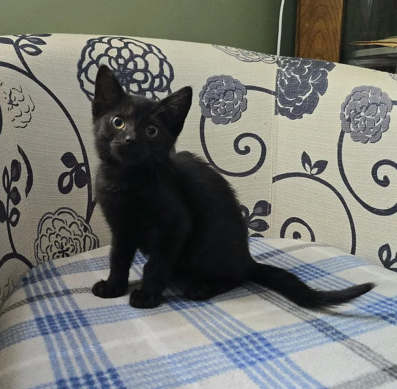 A baby medium-sized male Black Domestic Short Hair cat named Crocus for adoption in Kenhorst, PA