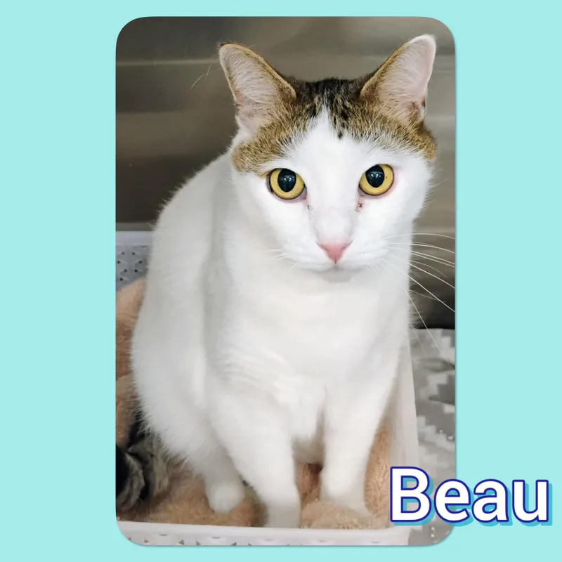 Beau