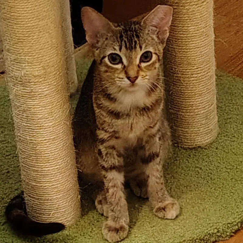 A baby small-sized female Brown / Chocolate Domestic Short Hair cat named Tiger Lily for adoption in Santa Fe, TX