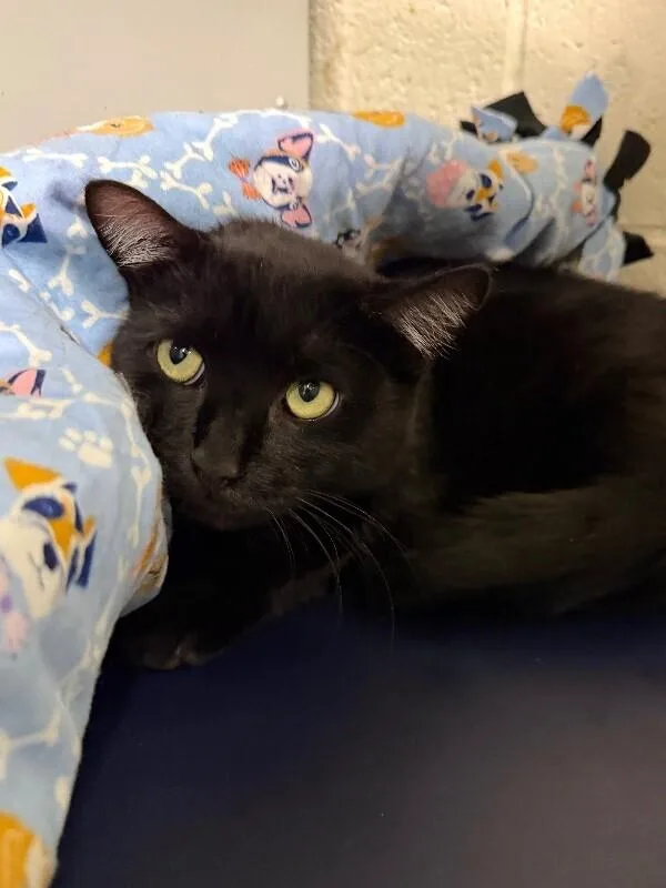 A young medium-sized male Black Domestic Short Hair cat named Bruce for adoption in Fruit Heights, UT