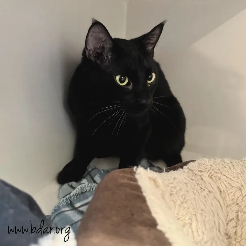 Nyx
