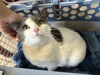 A baby medium-sized female Domestic Short Hair cat named Zelda for adoption in Daytona Beach, FL