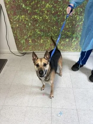 An adult medium-sized female Shepherd dog named Begonia for adoption in San Antonio, TX