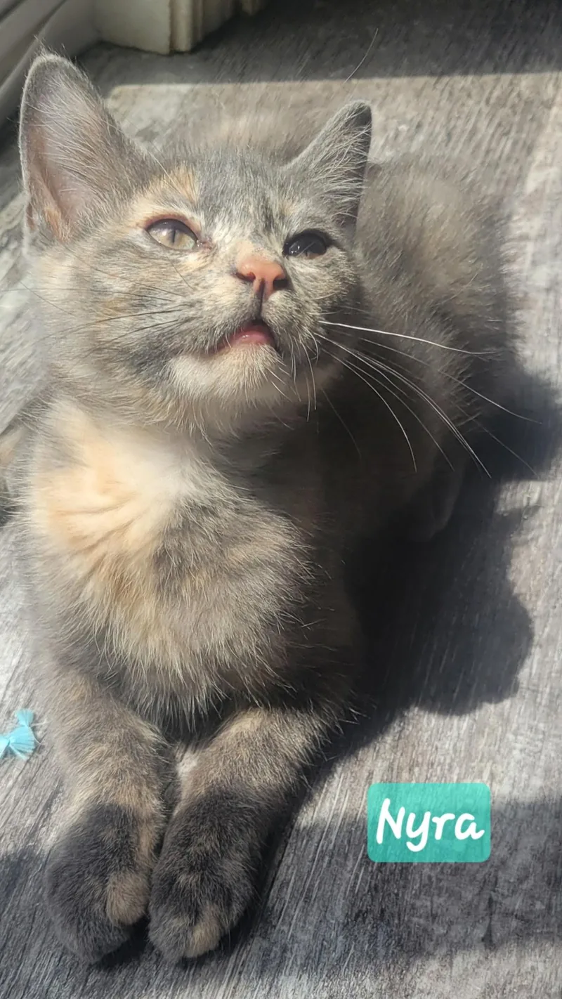A baby small-sized female Gray / Blue / Silver Domestic Short Hair cat named Nyra for adoption in Indianapolis, IN