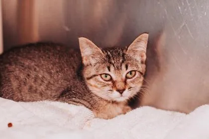 A young small-sized female Domestic Short Hair cat named a Rain for adoption in North Charleston, SC