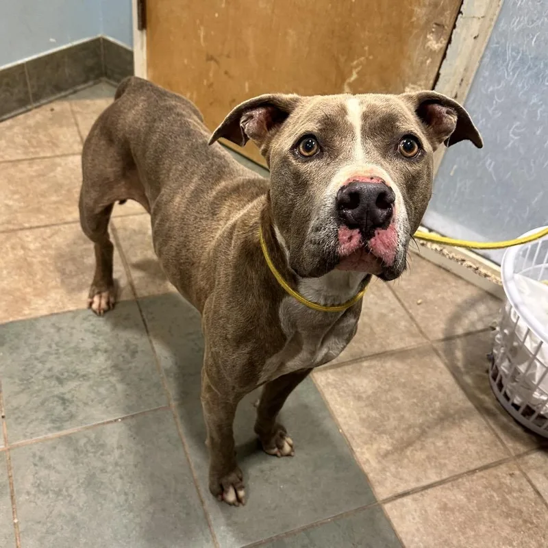An adult medium-sized male Brown / Chocolate Mixed Breed dog named Percy for adoption in Chattanooga, TN