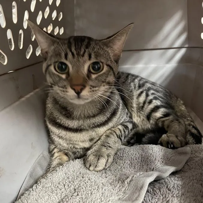 An adult large-sized male Brown / Chocolate Domestic Short Hair cat named Orange for adoption in Port Charlotte, FL