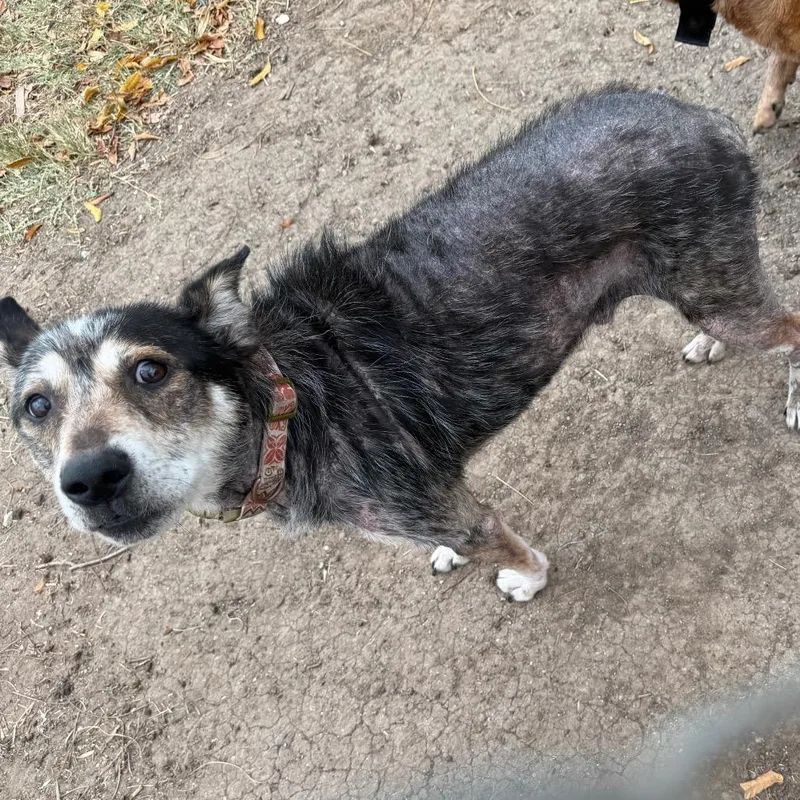 A senior medium-sized male Gray / Blue / Silver Australian Cattle Dog / Blue Heeler named Breck for adoption in Lake Jackson, TX
