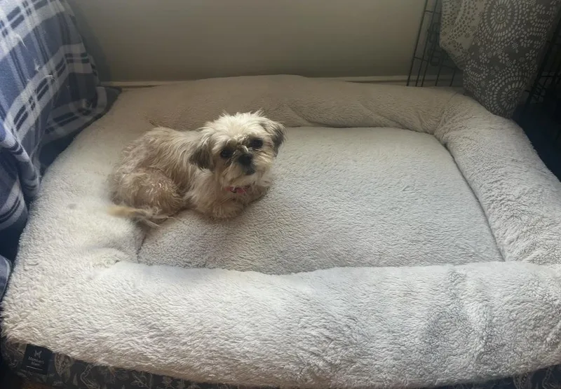 A young small-sized female Brown / Chocolate Shih Tzu dog named Zoey for adoption in Youngsville, NC