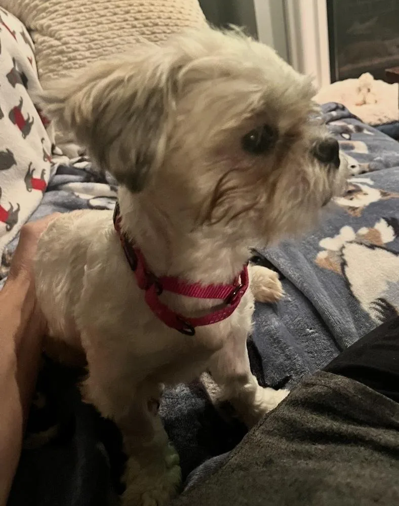 Zoey thumbnail 6