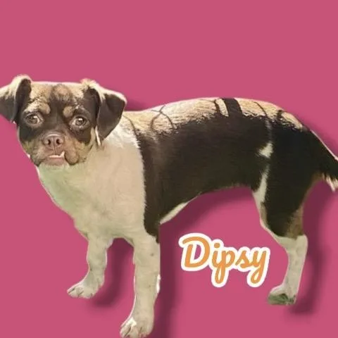 Dipsy