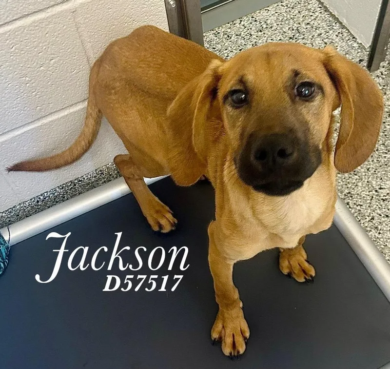 A baby medium-sized male Bloodhound dog named Jackson for adoption in Clarksville, TN
