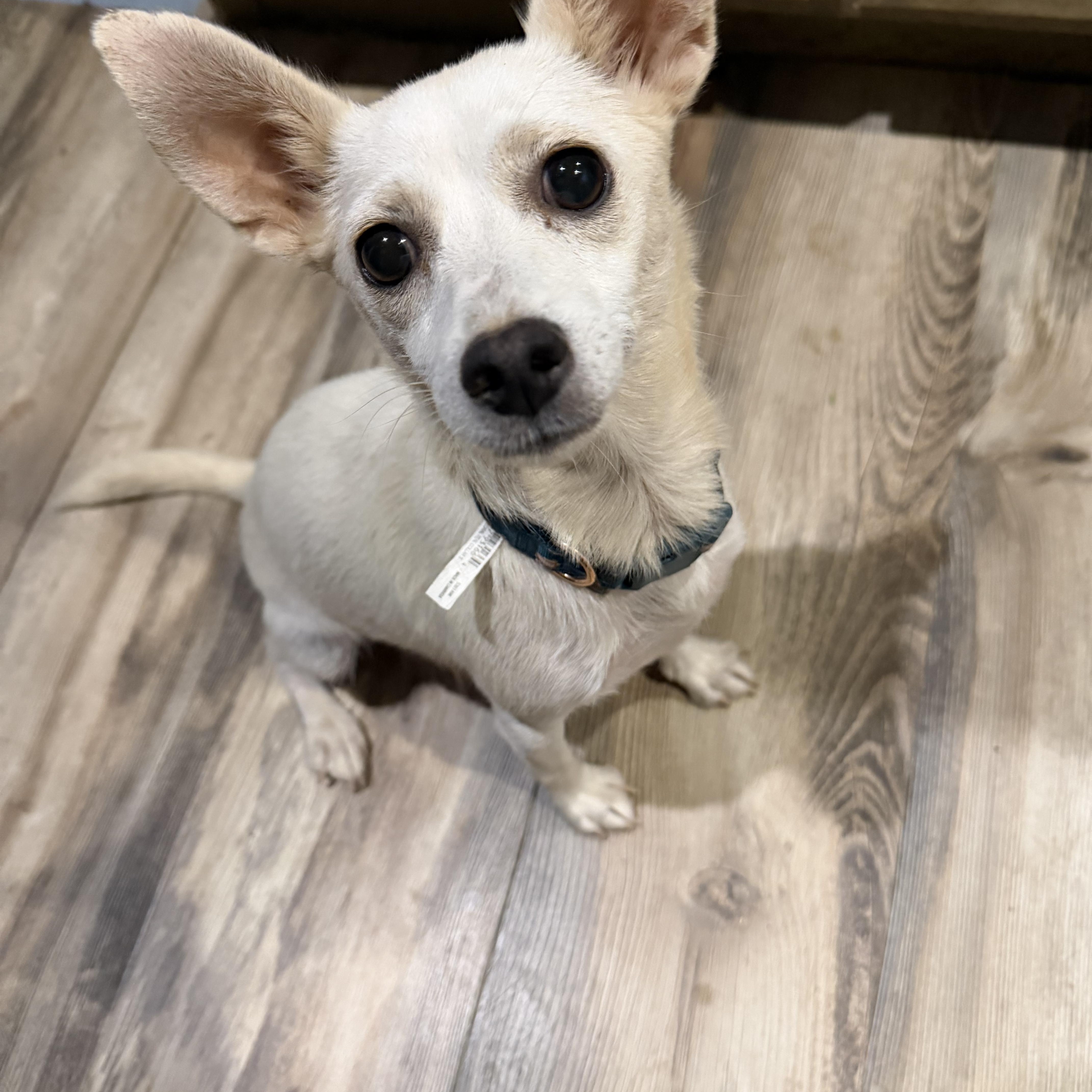 An adult small-sized female White / Cream Chihuahua dog named Ariel for adoption in Phoenix, AZ
