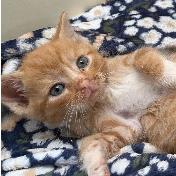 A young small-sized male Orange / Red Domestic Short Hair cat named Jack for adoption in Brevard, NC