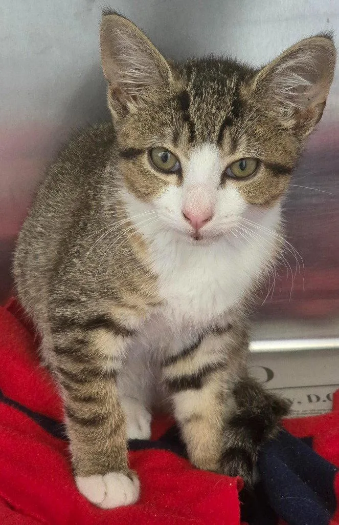 A baby small-sized female Domestic Short Hair cat named CA Applejack for adoption in Glen Allen, VA