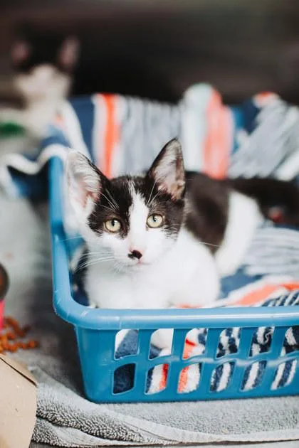 A young small-sized female Domestic Short Hair cat named A Eclipse for adoption in North Charleston, SC