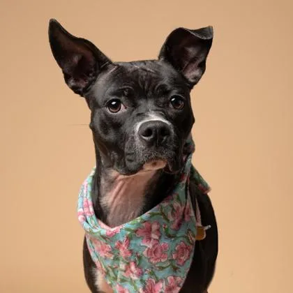 Novacoco thumbnail 2