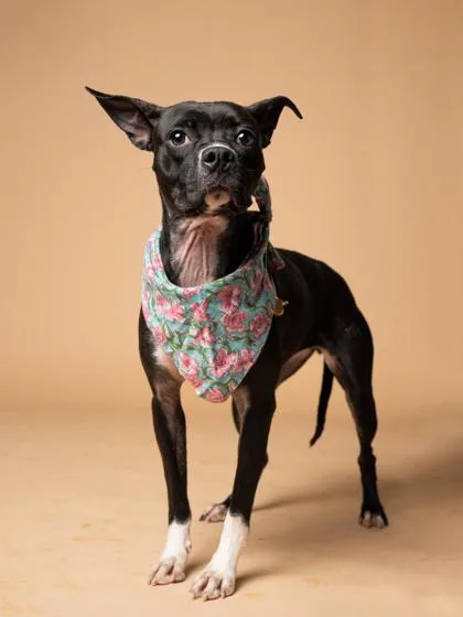 Novacoco thumbnail 3