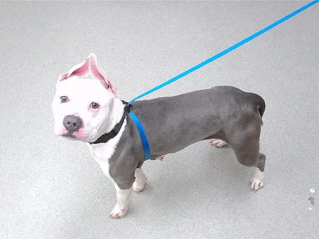 An adult medium-sized female Boxer dog named Callie for adoption in Omaha, NE
