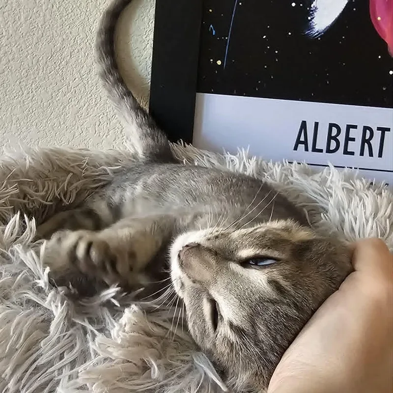 A baby small-sized female Tabby (Gray / Blue / Silver) Domestic Short Hair cat named Wasabi for adoption in Antioch, CA