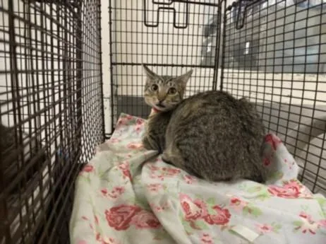 A baby medium-sized female Domestic Short Hair cat named Tyra for adoption in Los Angeles, CA