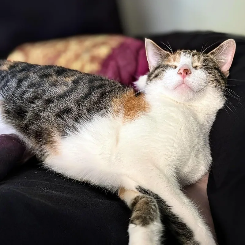 A young medium-sized female Calico cat named Poptart for adoption in Chicago, IL